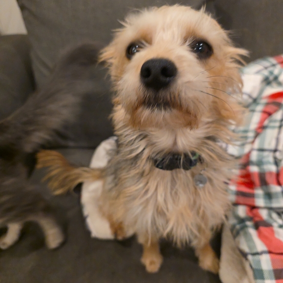 Cici's Going Live! There Will Be Coach!Free Beanie BABY WITH PURCHASE!! - Picture 9 of 16